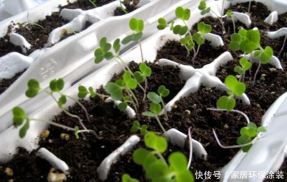 养花人的奋斗目标:该怎么实现养花省钱环保?从巧用它们开始