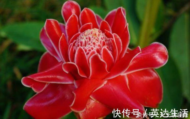红掌|居家就养此款花卉，不闻不问，花开爆盆美如花，枝头窜满花苞，美