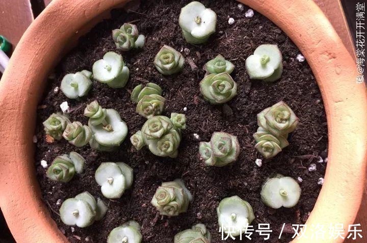静夜|6种多肉太难养,赶紧留个种,省得每年都要重新买!