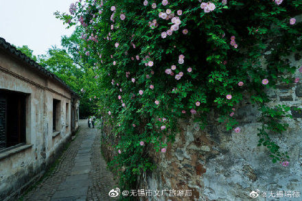 无锡惠山古镇中蔷薇花开