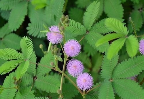 养花不能什么植物都往家里搬,5种花养在室内有隐患