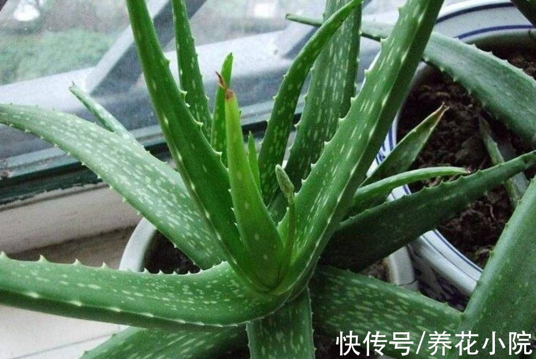 汁液|家里养芦荟，有4大好处，建议养一盆