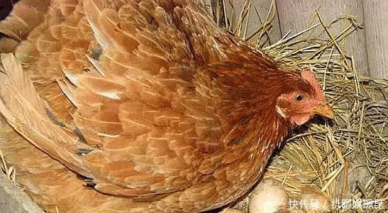 鸡蛋|人类总把鸡蛋拿走,母鸡会生气吗?看完你就明白了