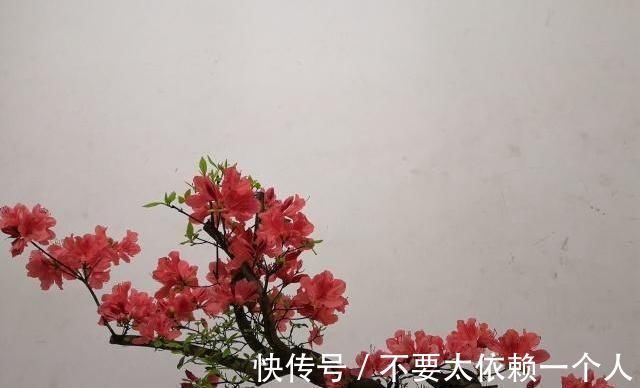 映山红|20块一个映山红“疙瘩”，做成盆景太惊艳了，养再久也不愁卖