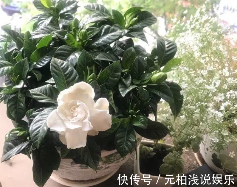 家电|家庭养花,哪些地方不能摆放植物盆栽?除了室内,室外也有讲究