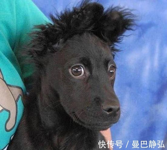 |搞笑动物：去了一趟非洲回来之后，我就变成了一只超黑的狗狗了！