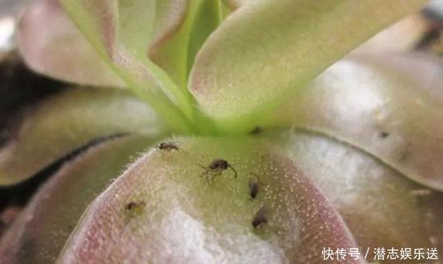 功效|怪不得老花农养花都喜欢用米醋,看了5大神奇功效,彻底被折服了