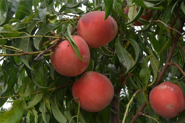 诗经桃花，桃之夭夭，灼灼其华，夭夭是什么意思？