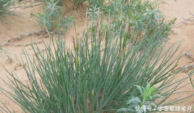 野草|人称“沙葱”，钙、铁、磷含量极高，见到别犹豫，抓紧拿袋收起来