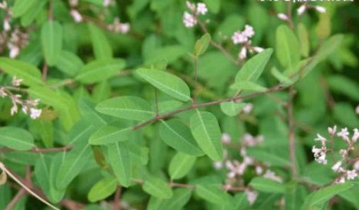 价值|农村不起眼的野草，营养丰富，价值高可菜可药