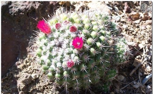 3种花,再喜欢也别在室内养,会影响健康,家里养了赶紧搬出去