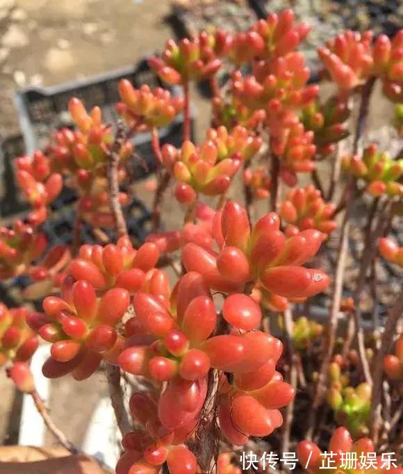 3个小技巧,多肉豆芽苗,一口气变多头群生,最短只要3个月