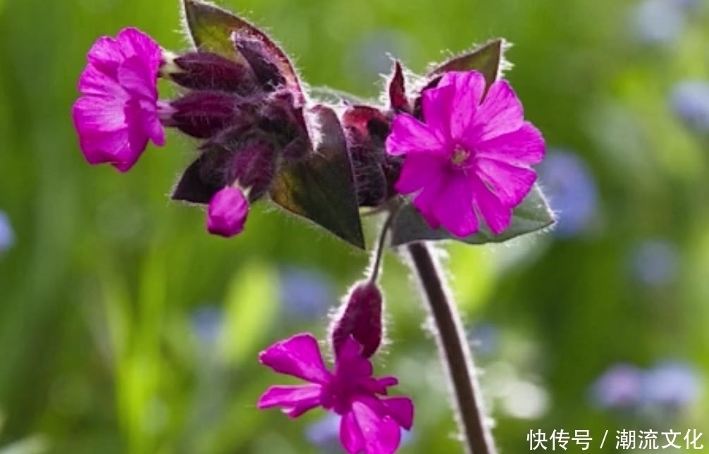 运气|农村这种野草长得像“花瓶”如今要是还能见到，那算你运气好