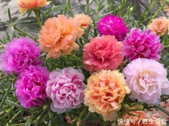 养此款植物，开花多，好养又容易开花，越晒开花越灿烂