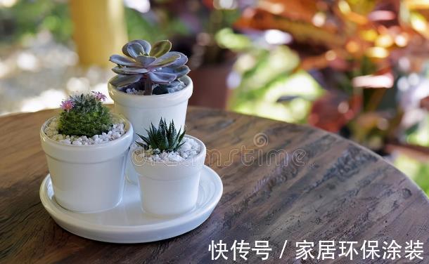 多肉植物|想让多肉植物快速变成“肉丸子”,记住一句口诀就可以,抓紧时间