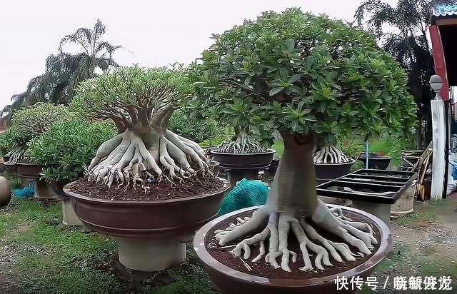 观赏价值|沙漠玫瑰怎么养沙漠玫瑰盆栽的养殖方法和注意事项