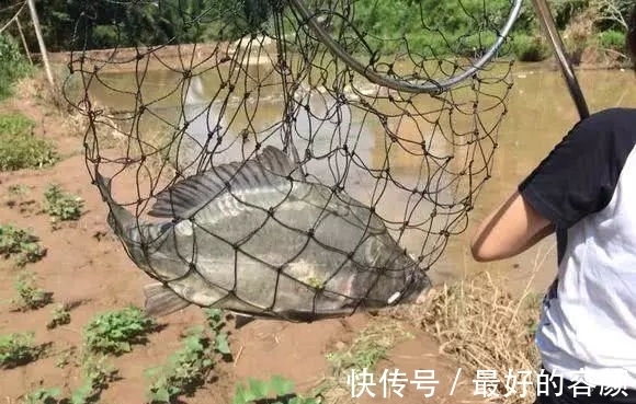 钓鱼|小伙钓鱼发现鱼不对,仔细一看鱼身没有鳞,吓得后背冒汗直接放生