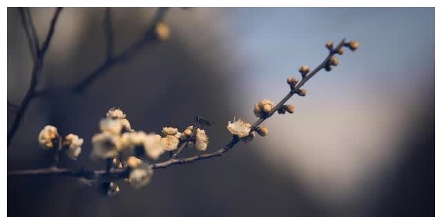 接纳!《论语》:改变命运,从学会接纳开始