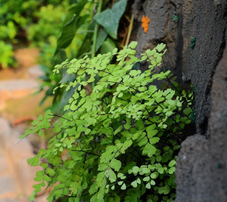 铁线蕨|室内缺少光照，盆栽养花就选这4样，一年到头不见光照样长得好