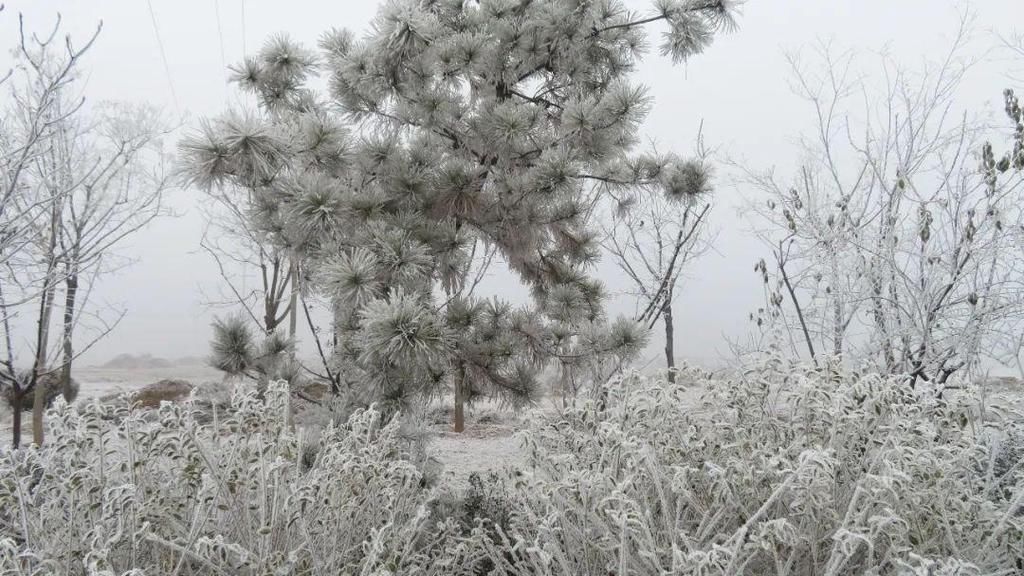 昨晚徐水又悄悄下了一场“雪”！