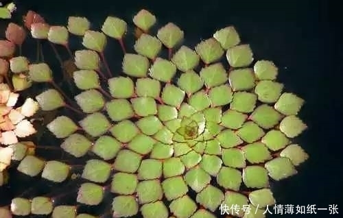 神“造”般的植物奇景,仿佛画作精品,小编已深深着迷!