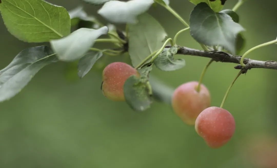 硫华菊|赏秋吗？来大兴的月季小镇吧！