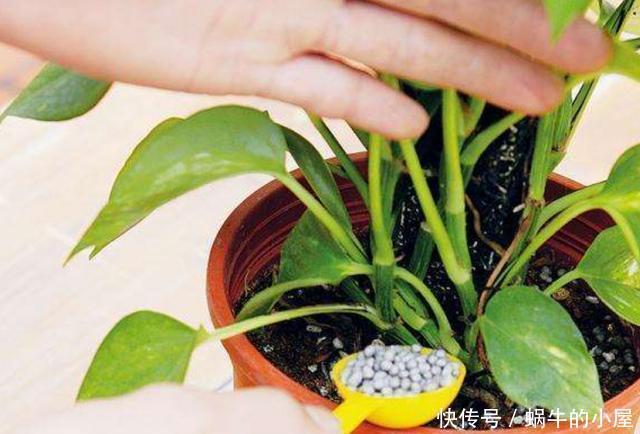 6种人养花真不适合,买了花也活不久,浪费钱