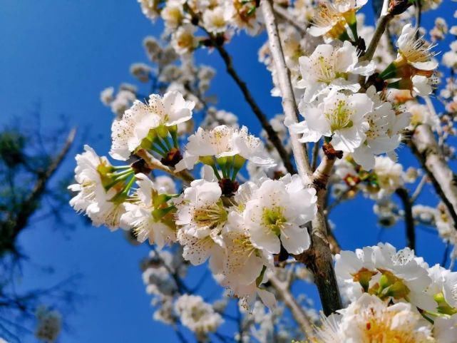 新平平甸：百亩樱花怒放“花田喜事”