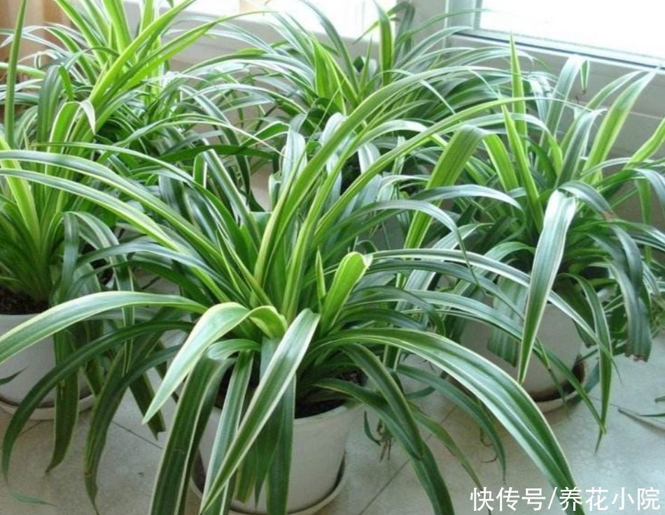 珍珠吊兰|4种花都叫吊兰,形态各不相同,你喜欢养哪一种呢?