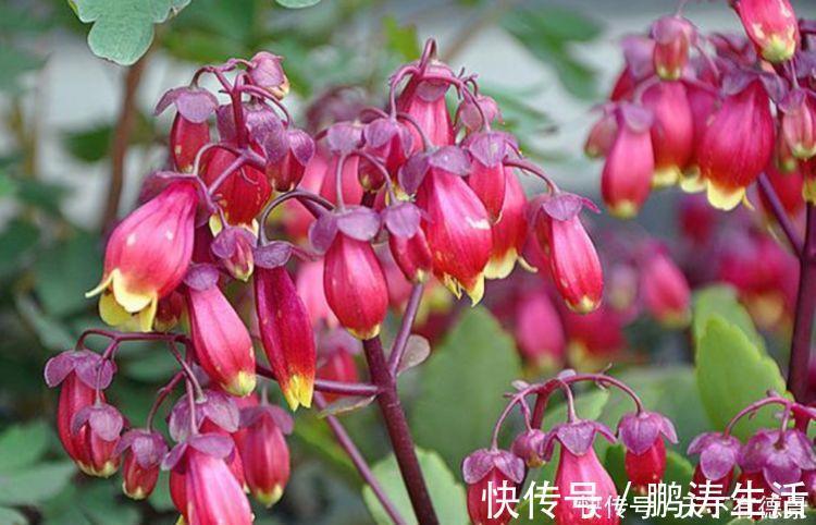 耳朵花|3种花是爆盆“能手”,开起花来“拦”不住,被称为开花机器