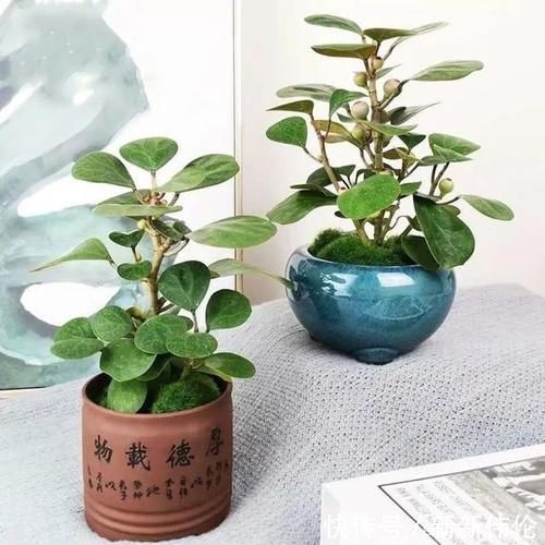 菩提|“小盼菩提”是一种什么盆栽？观叶又观果，漂亮好养，像带着仙气