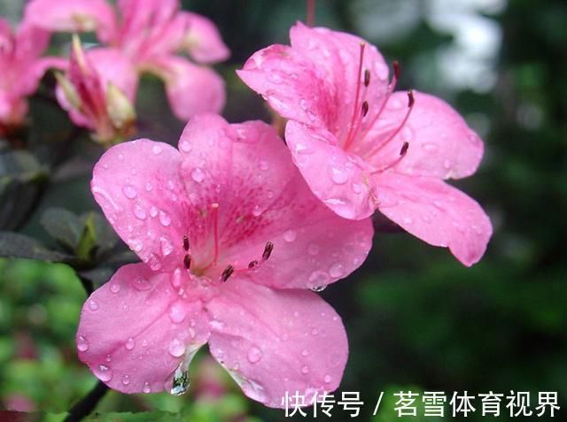 春节过后养几款艳丽的花卉,长势旺盛开花美,花朵蹭蹭地冒