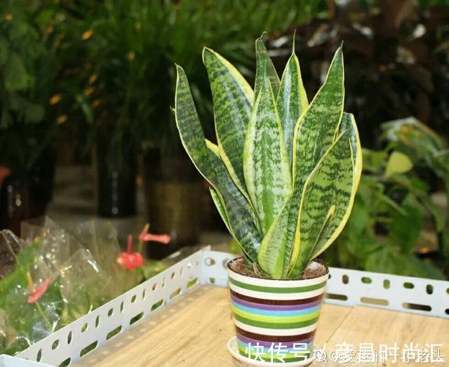 3种花要“穷养”,塞进小盆少浇水,长得格外好