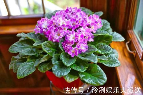 浇水|这2种花花期长又好养,光照不足也不影响,美化环境陶冶心情