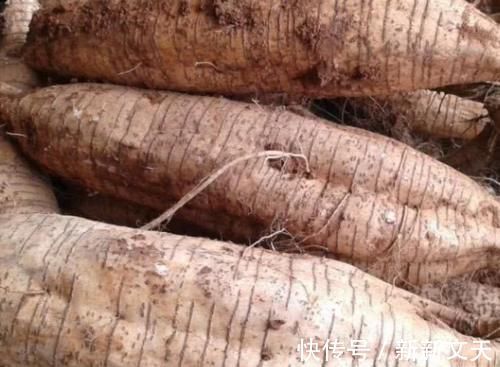 妇科病|4物是天然的“黄体酮”,女性常吃消炎抑菌,可助你远离妇科病