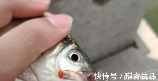 钓友|泡沫饵加点“它”,鲫鱼鲤鱼好钓到怀疑人生!