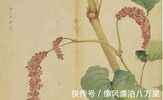 颜如舜华|图集：认识诗经里的植物大全