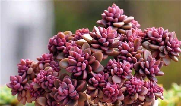 神秘高贵的紫色多肉植物，每一种都美极了，你认识多少种