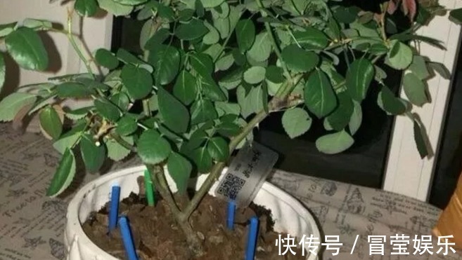 神器|万能的浇水“神器”,只需一根小吸管,专治各种烂根烂叶!