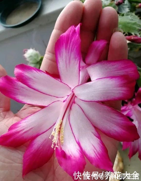 水仙|上万块的蟹爪兰，开花像烟花，养过的人不多