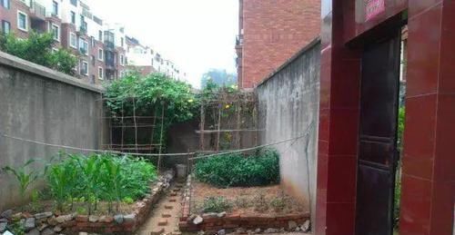 我的100㎡农家小院,种菜、养花、植树、养鱼,漂亮极了