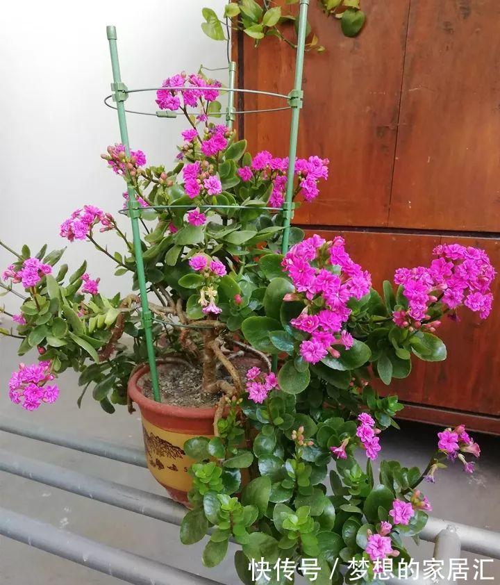 夏天|4种“漂亮花”，秋天怕乱修剪，姿势不对，剪了白费，不开花