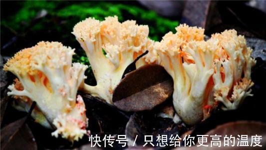 扫把|农村一种野生物，酷似扫把，价值珍贵，若是遇见，就是赚到！