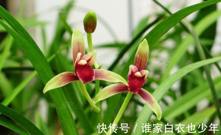 越来越多人养4种花，镇宅又招财，寓意吉祥，旺财运！