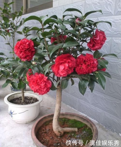 吉祥花|3种“老花树”,能活一百年,冬天不怕冷,开满“吉祥花”