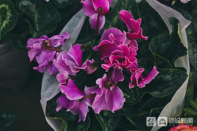 年宵花市场开始备货蝴蝶兰仙客来20-50元盆受市民青睐