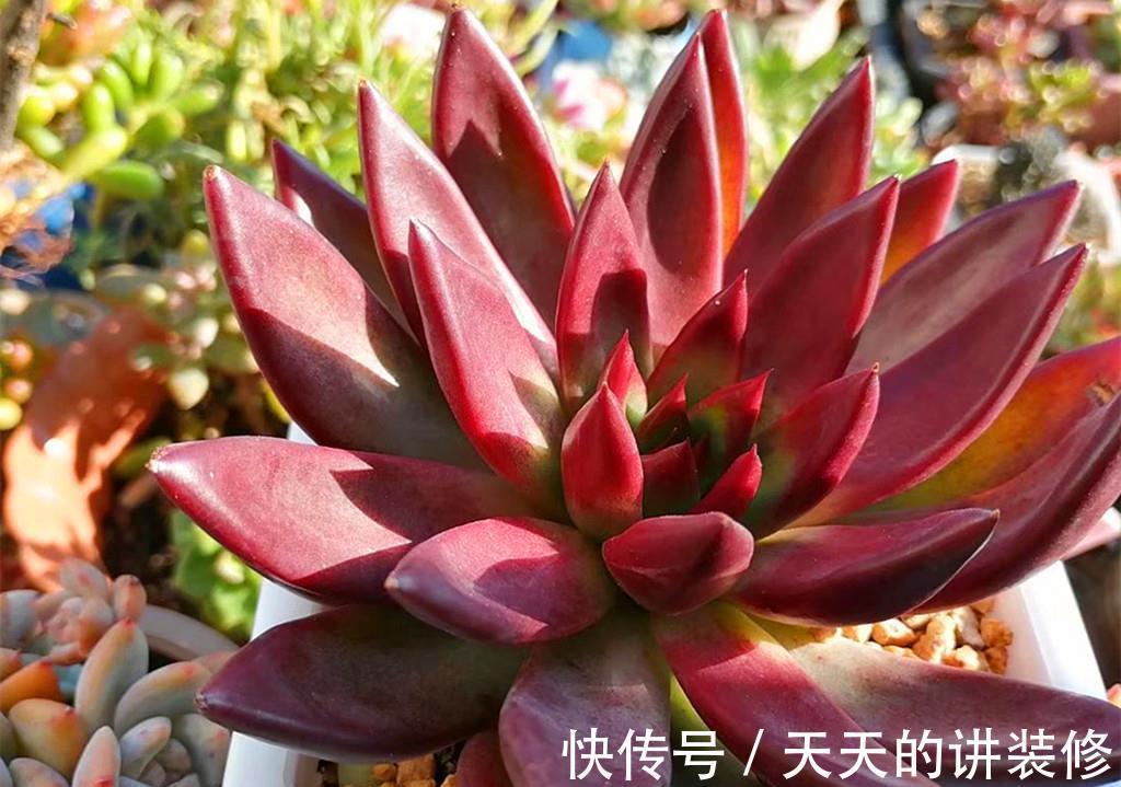 小苗期|多肉一直不在状态，可能是养护顺序弄错了，十三字养护秘诀请记好