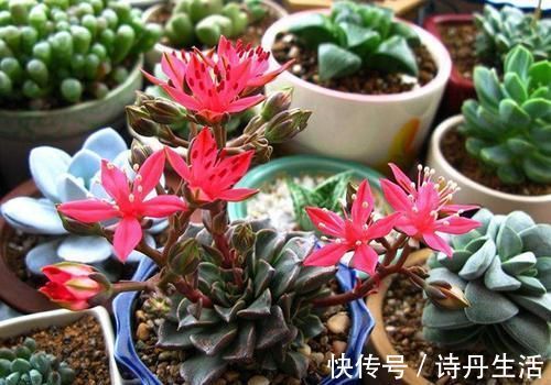 鲜艳|此款冷门多肉,开花鲜艳漂亮,人称“花仙子”,养过的人不多