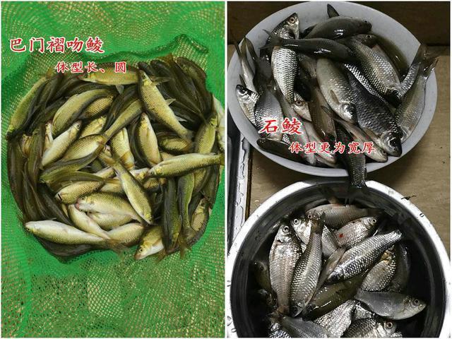 男子河里钓起四不像鱼,称“非常鲜”,网友不认识的鱼也敢吃