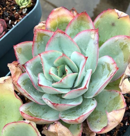 多肉三仙|赫赫有名的多肉三仙,养护要点,一网打尽